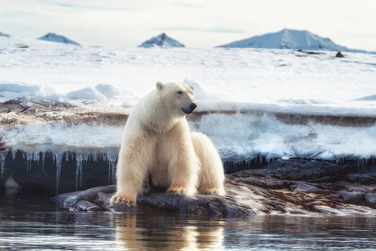 Polar Bear Sits By The Water In Svalbard