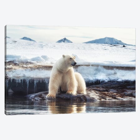 Polar Bear Sits By The Water In Svalbard Canvas Print #JRX111} by Jane Rix Canvas Print