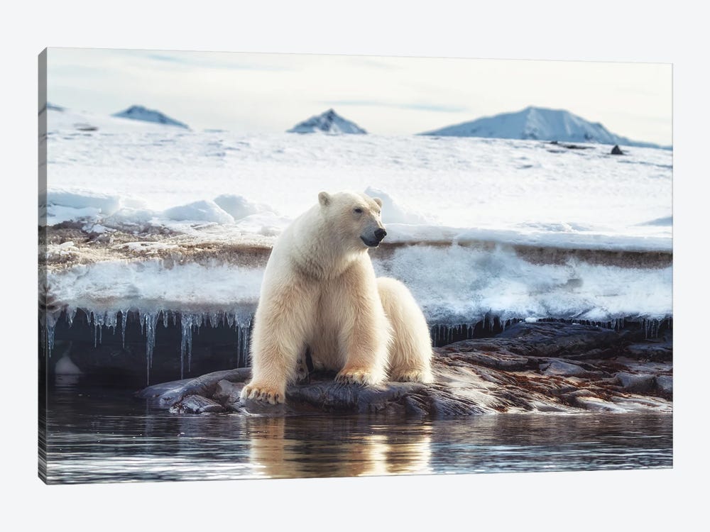 Polar Bear Sits By The Water In Svalbard by Jane Rix 1-piece Art Print