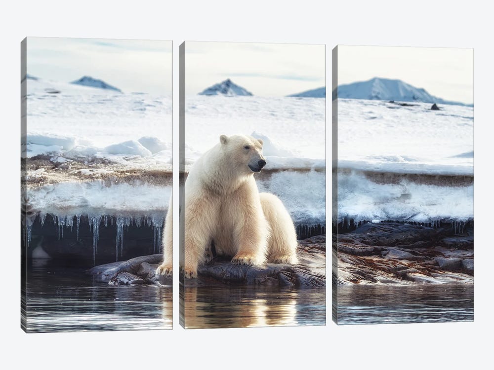 Polar Bear Sits By The Water In Svalbard by Jane Rix 3-piece Canvas Art Print
