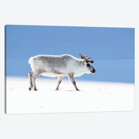 Adult Reindeer, Side Profile, Svalbard Canvas Print #JRX113} by Jane Rix Art Print