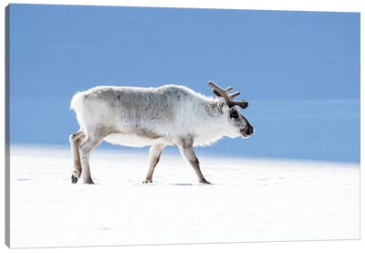 Adult Reindeer, Side Profile, Svalbard Canvas Art Print - Reindeer Art