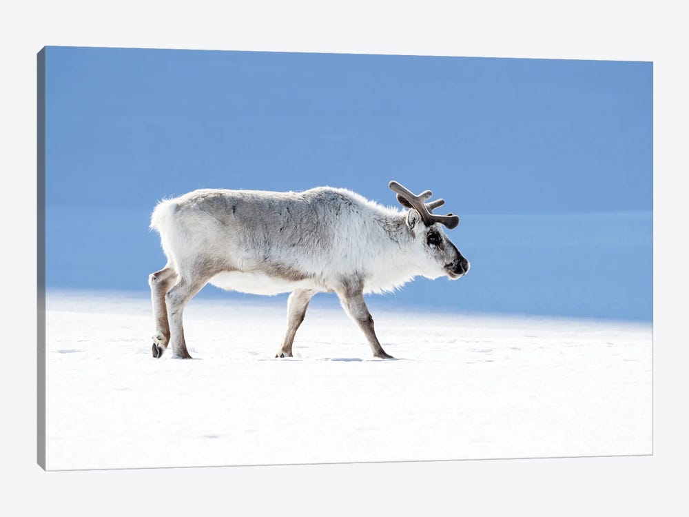 Adult Reindeer, Side Profile, Svalbard by Jane Rix 1-piece Canvas Art Print