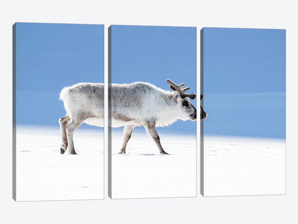 Adult Reindeer, Side Profile, Svalbard by Jane Rix 3-piece Art Print