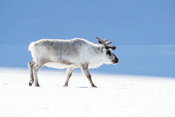 Reindeer: Adult Reindeer, Side Profile, Svalbard by Jane Rix