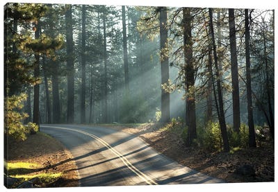 Road Through Yosemite With Early Morning Sunlight Canvas Art Print