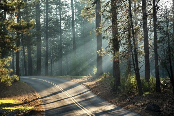 Road Through Yosemite With Early Morning Sunlight