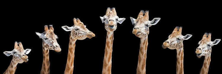 Seven Giraffes