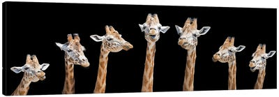 Seven Giraffes Canvas Art Print - Giraffe Art