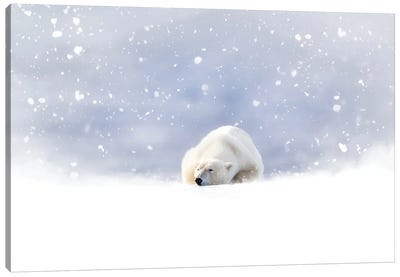 Fantasy Scene Of A Polar Bear In The Snow Canvas Art Print - Winter Wonderland