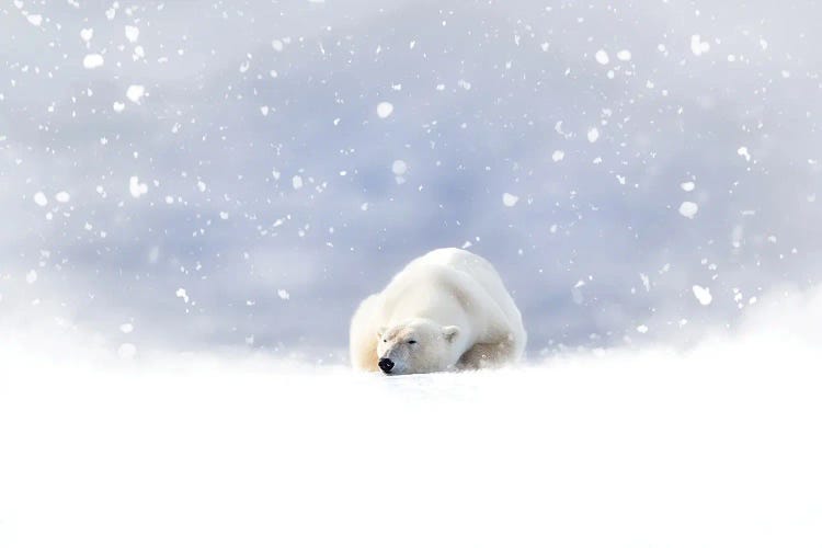 Fantasy Scene Of A Polar Bear In The Snow