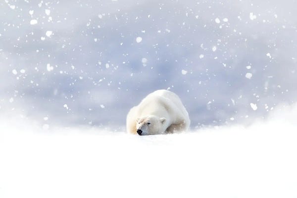 Jane Rix: Fantasy Scene Of A Polar Bear In The Snow by Jane Rix