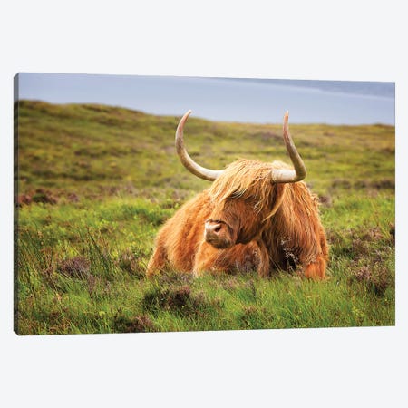 Highland Cow, Scottish Highlands Canvas Print #JRX124} by Jane Rix Canvas Print