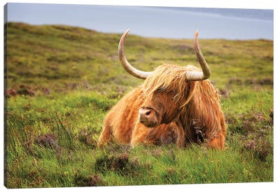 Highland Cow, Scottish Highlands Canvas Art Print - Jane Rix