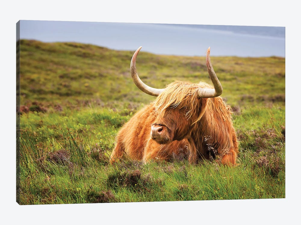 Highland Cow, Scottish Highlands 1-piece Canvas Art Print