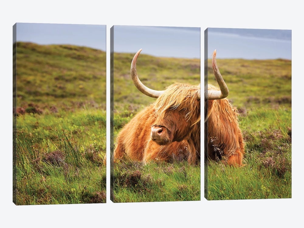 Highland Cow, Scottish Highlands 3-piece Canvas Art Print