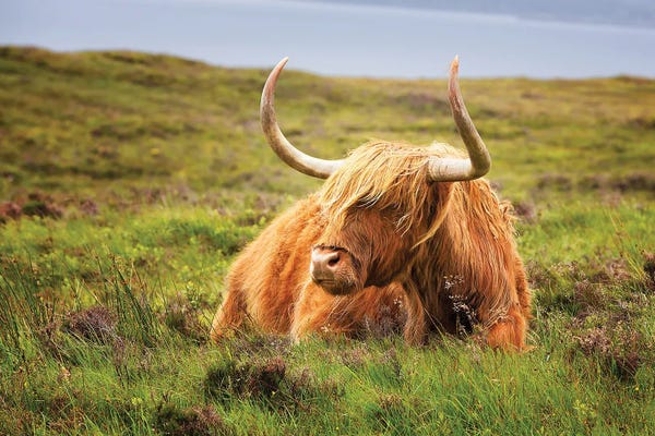 Highland Cow, Scottish Highlands