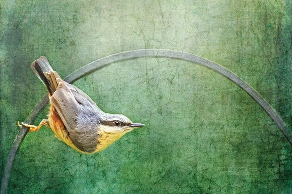 Nuthatches: Eurasian Nuthatch by Jane Rix