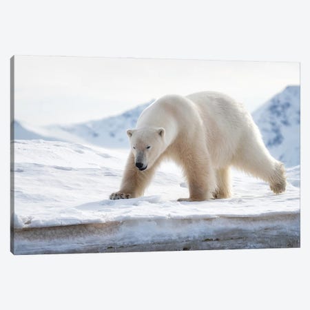 Polar Bear On The Ice, Svalbard Canvas Print #JRX126} by Jane Rix Art Print
