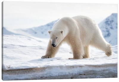 Polar Bear On The Ice, Svalbard Canvas Art Print - Glacier & Iceberg Art