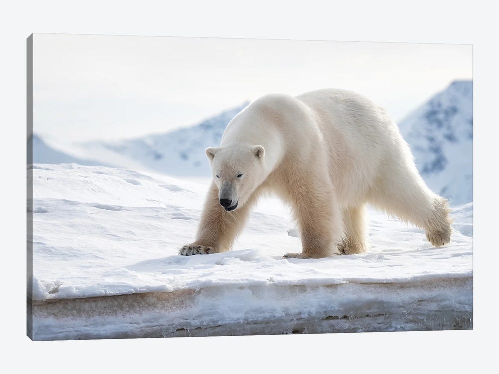 Polar Bear On The Ice, Svalbard by Jane Rix 1-piece Art Print