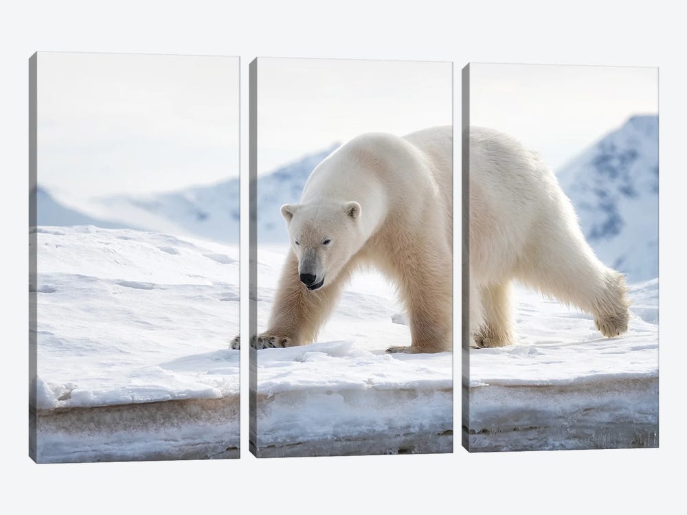 Polar Bear On The Ice, Svalbard by Jane Rix 3-piece Art Print