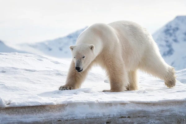 Polar Bears: Polar Bear On The Ice, Svalbard by Jane Rix