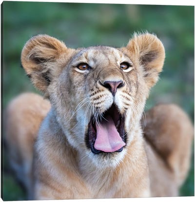 Yawning Lion Cub, Masai Mara Canvas Art Print - Maasai Mara National Reserve