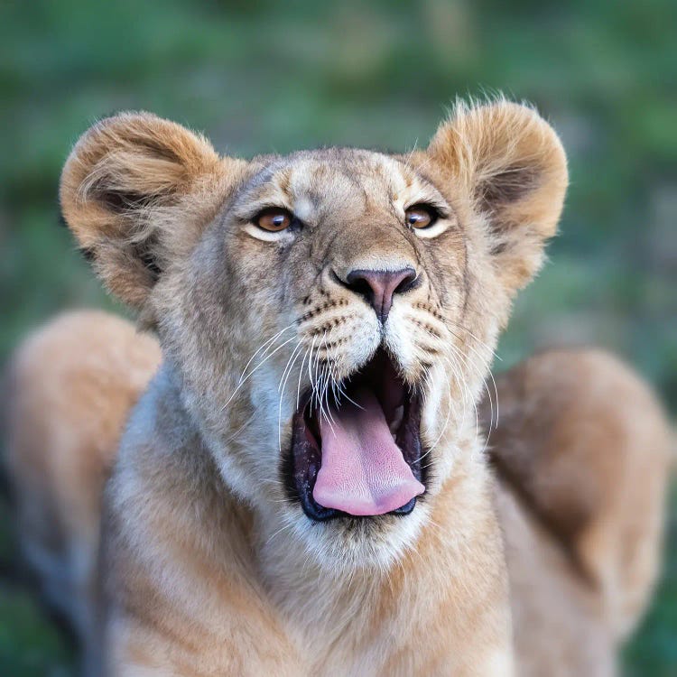 Yawning Lion Cub, Masai Mara