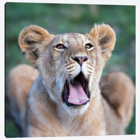 Yawning Lion Cub, Masai Mara Canvas Print #JRX127} by Jane Rix Art Print