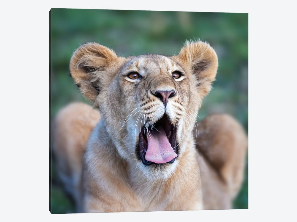 Yawning Lion Cub, Masai Mara by Jane Rix 1-piece Canvas Wall Art