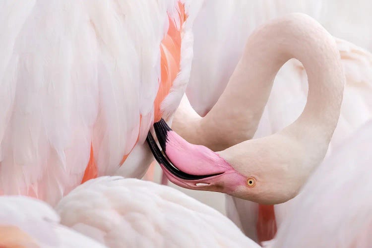 Greater Flamingo Preening