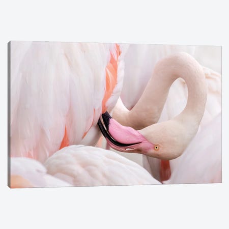 Greater Flamingo Preening Canvas Print #JRX128} by Jane Rix Canvas Artwork