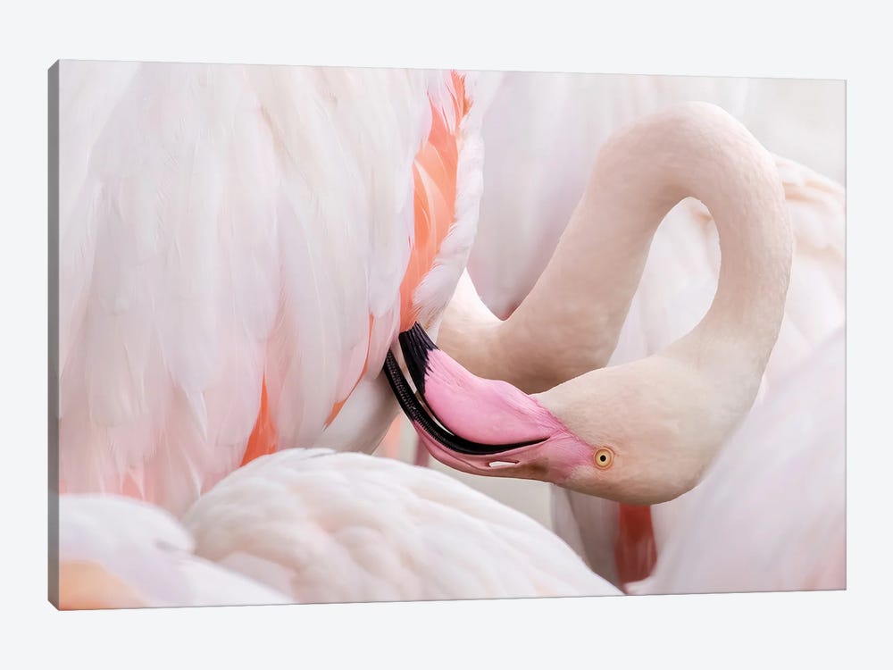 Greater Flamingo Preening by Jane Rix 1-piece Art Print