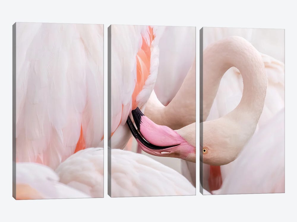 Greater Flamingo Preening by Jane Rix 3-piece Art Print