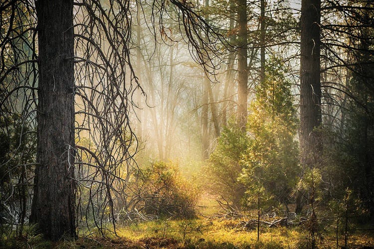 Deep In The Forest, Yosemite