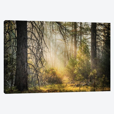 Deep In The Forest, Yosemite Canvas Print #JRX129} by Jane Rix Canvas Art