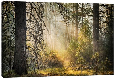 Deep In The Forest, Yosemite Canvas Art Print - Yosemite National Park Art