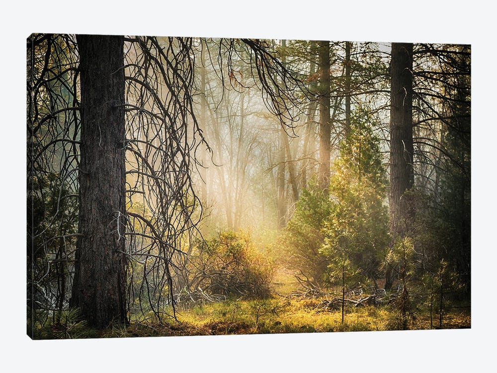 Deep In The Forest, Yosemite by Jane Rix 1-piece Canvas Wall Art
