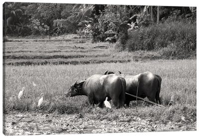 Water Buffalo, Sri Lanka Canvas Art Print - Jane Rix