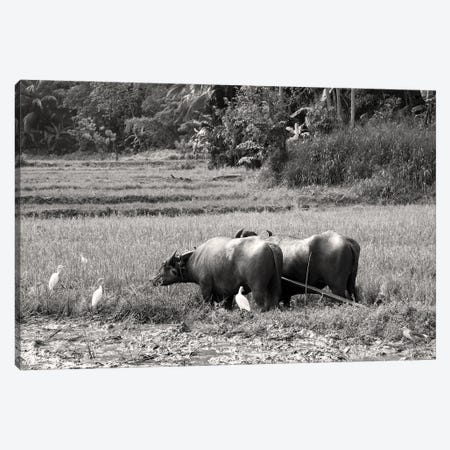 Water Buffalo, Sri Lanka Canvas Print #JRX12} by Jane Rix Canvas Print