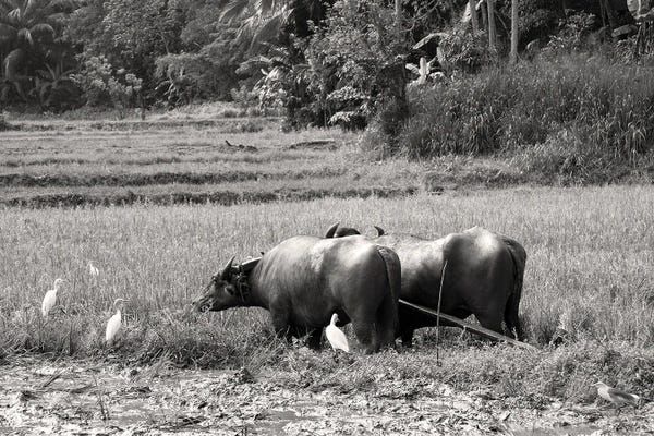 Bison & Buffaloes: Water Buffalo, Sri Lanka by Jane Rix