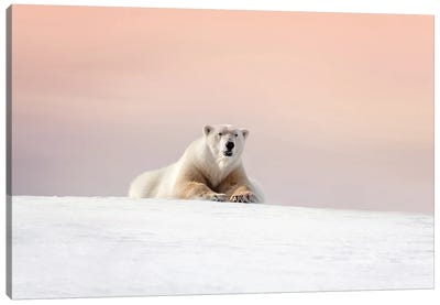 Polar Bear At Dusk, Svalbard Canvas Art Print - Polar Bear Art