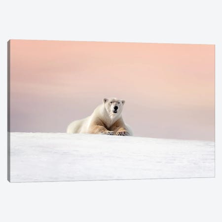 Polar Bear At Dusk, Svalbard Canvas Print #JRX130} by Jane Rix Art Print
