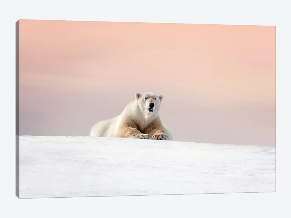 Polar Bear At Dusk, Svalbard by Jane Rix 1-piece Canvas Wall Art
