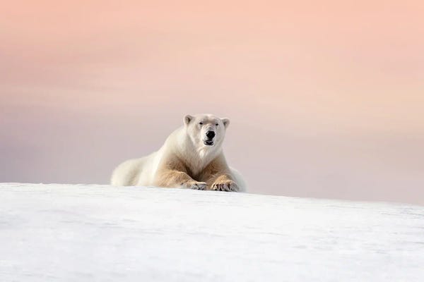 Polar Bears: Polar Bear At Dusk, Svalbard by Jane Rix