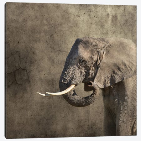 Elephant Portrait Canvas Print #JRX131} by Jane Rix Canvas Art Print