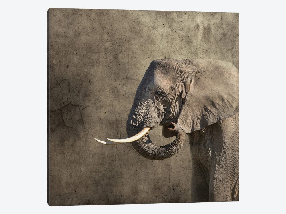 Elephant Portrait by Jane Rix 1-piece Art Print