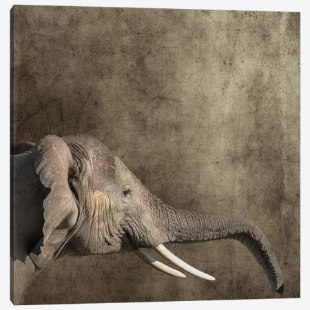 Elephant Portrait, Side View Canvas Print #JRX132} by Jane Rix Art Print