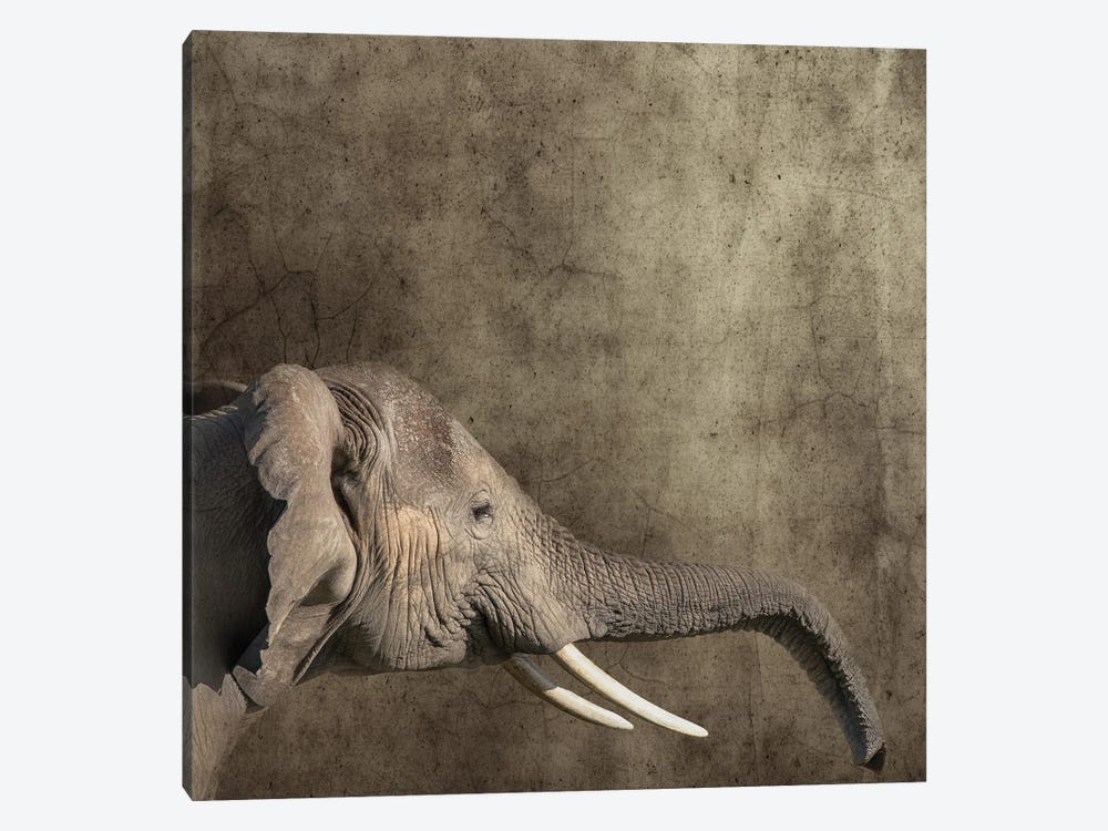 Elephant Portrait, Side View by Jane Rix 1-piece Canvas Artwork